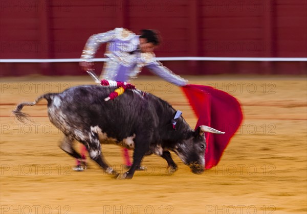 Racing bull with Matador