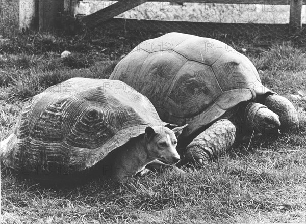 A dog hiding in a turtle shell