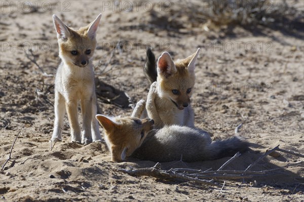 Cape foxes (Vulpes chama)