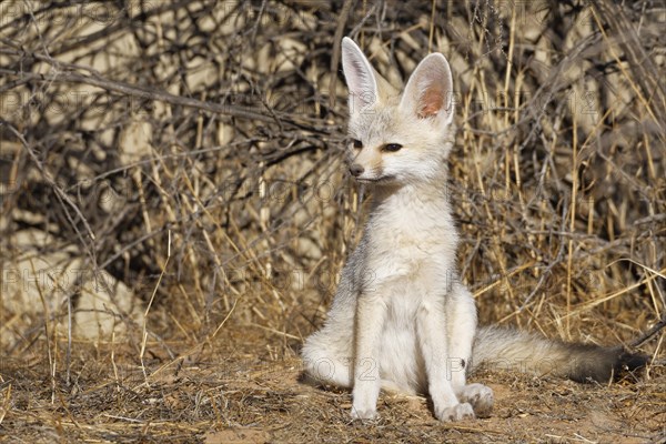 Cape fox (Vulpes chama)