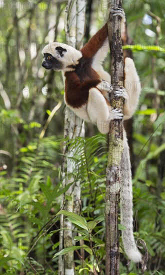 Verreaux's sifaka (Propithecus verreauxi) climbs on tree