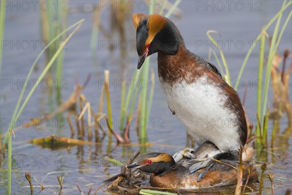 Horned Grebe (Podiceps auritus)