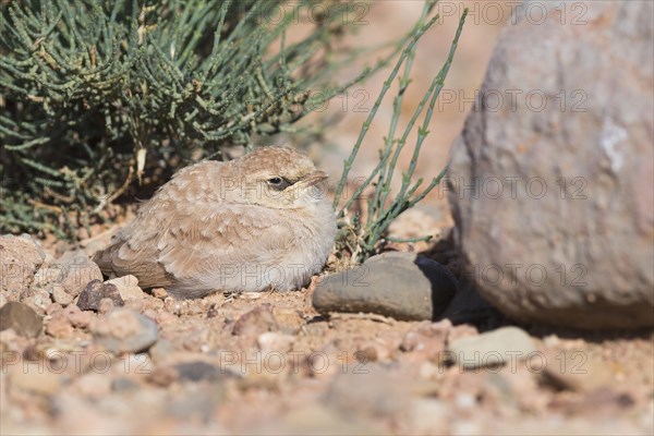 Temminck's Lark (Eremophila bilopha)