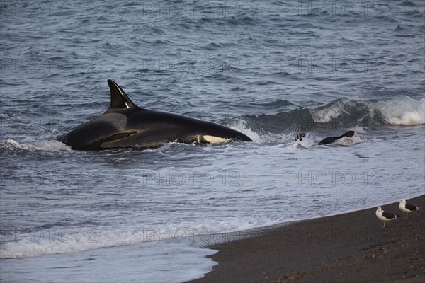 Orca (Orcinus orca) attacking sea lion pups (Otaria flavescens) at the beach