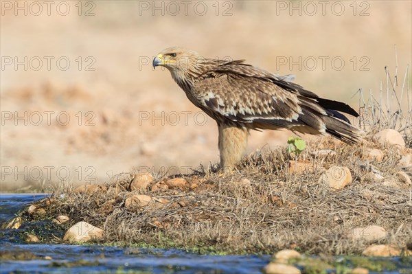 Eastern Imperial Eagle (Aquila heliaca)
