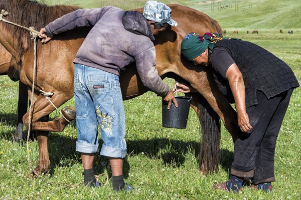 Couple of Kyrgyz nomads milking a mare on mountain pastures