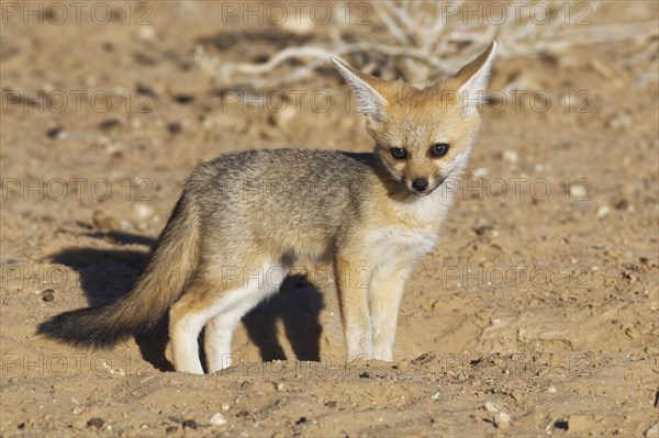 Cape fox (Vulpes chama)