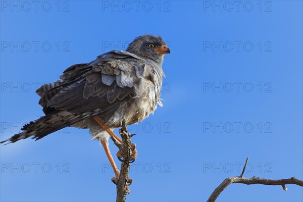 Pale chanting goshawk (Mielerax canorus)