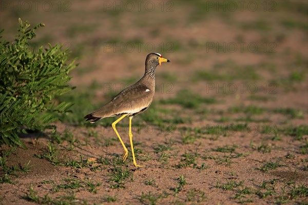 African wattled lapwing (Vanellus senegallus)