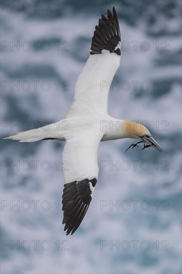 Northern Gannet (Morus bassanus)