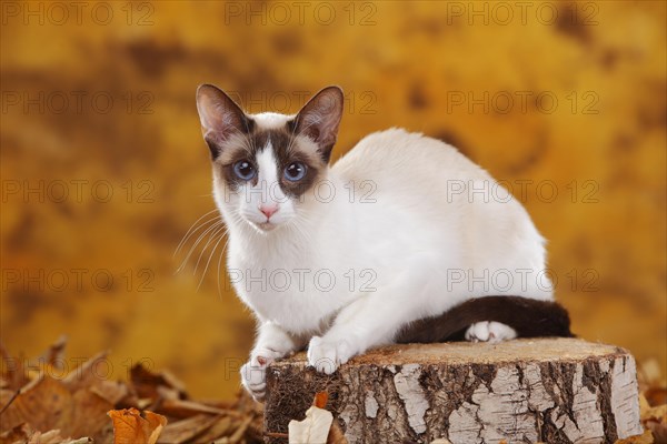 Siamese cat