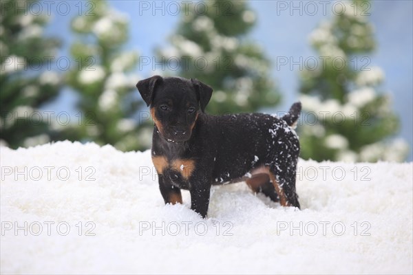 German hunting terrier