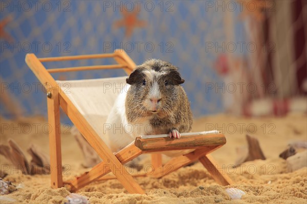 English Crested Guinea Pig