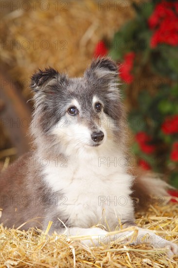 Sheltie