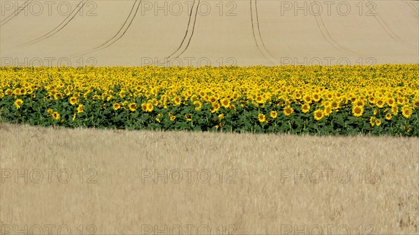 Sunflowers (Helianthus annuus) between corn fields