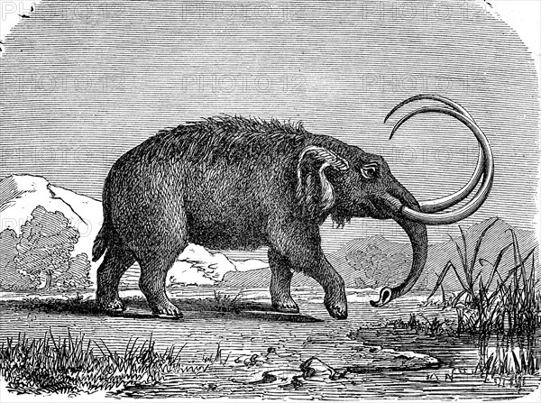 Mastodon