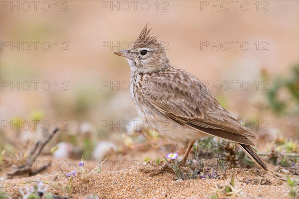 Thekla Lark (Galerida theklae ruficolor)