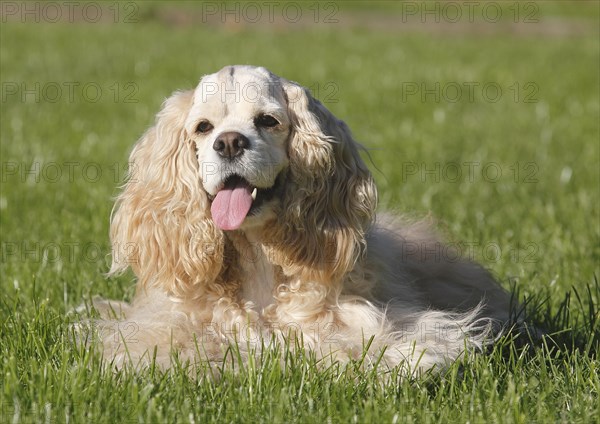 American Cocker Spaniel