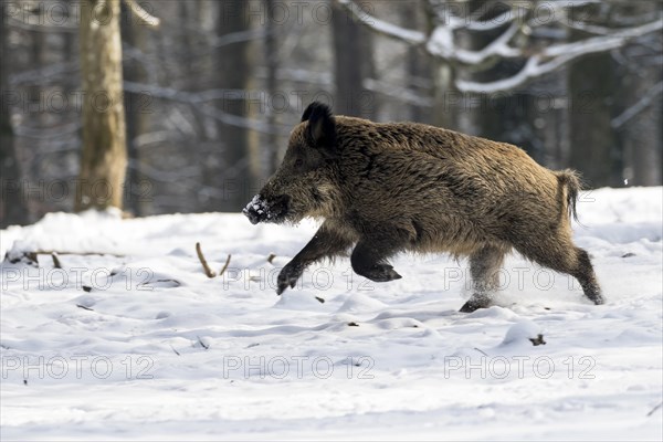 Wild boar (Sus scrofa)