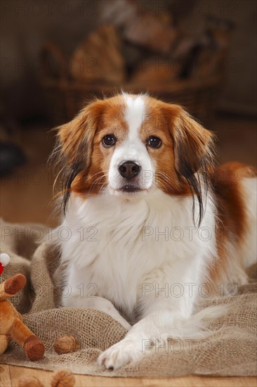 Kooikerhondje