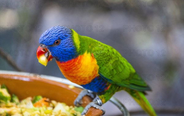 Swainson's Lorikeet (Trichoglossus haematodus moluccanus)