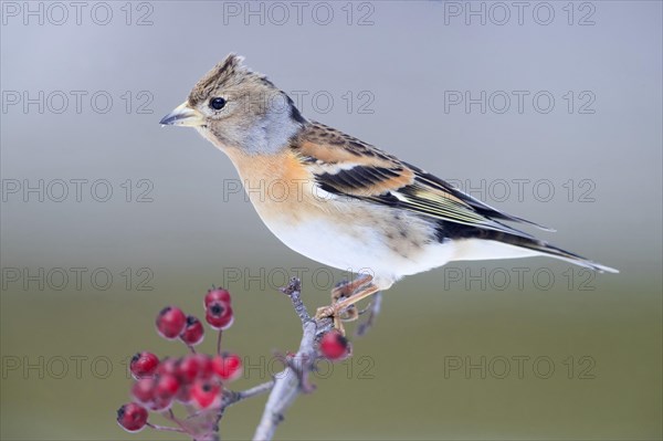 Brambling (Fringilla montifringilla)