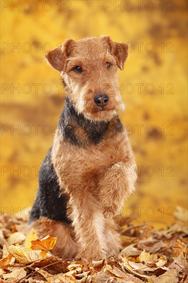 Welsh Terrier