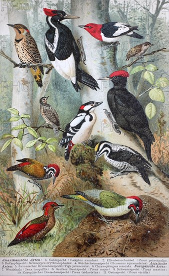 Historical image of various woodpeckers