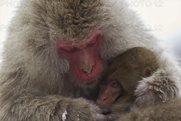 Japanese macaque (Macaca fuscata)