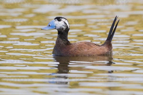 White-headed Duck (Oxyura leucocephala)