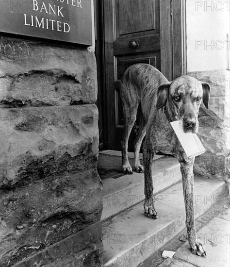 Dog carries letter