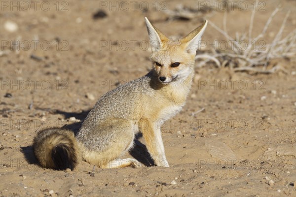 Cape fox (Vulpes chama)