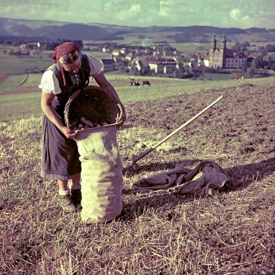 Woman harvests potatoes and collects them in a jute bag