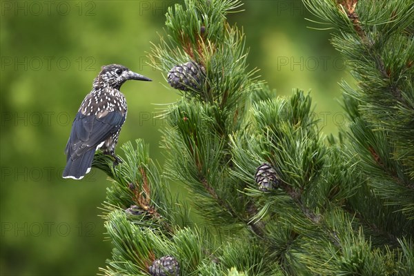 Spotted nutcracker (Nucifraga caryocatactes) sits in tree