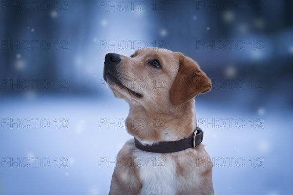 Labrador Mongrel