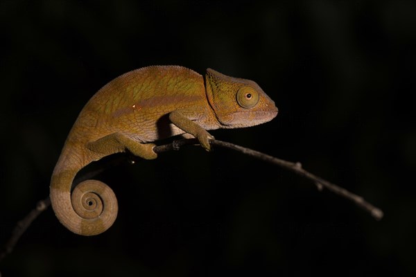 Globifer Chameleon (Calumma globiferum)