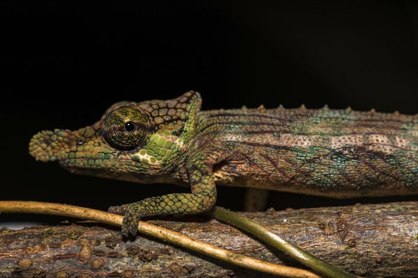 Fallax short-horn chameleon (Calumma fallax)