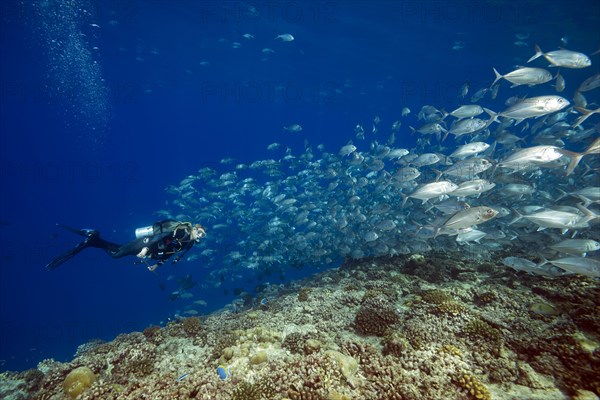 Female scuba diver swims with school of bayads