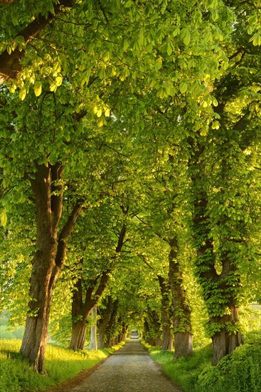 Chestnut avenue in the morning light