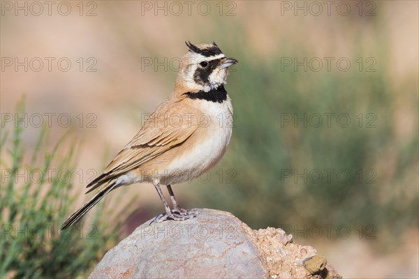 Temminck's Lark (Eremophila bilopha)