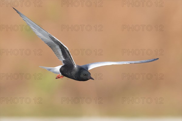 White-winged Tern (Chlidonias leucopterus)