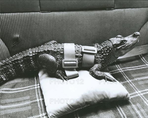 Buckled crocodile in the car