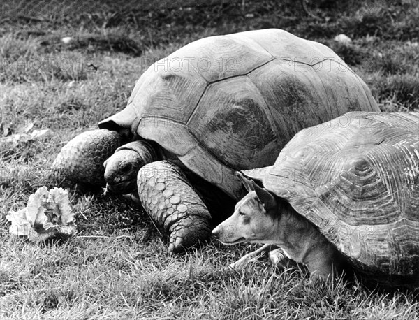 Dog under tortoise shell and turtle