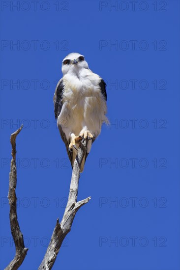 Black-winged kite (Elanus caeruleus) perched on top of a dead tree