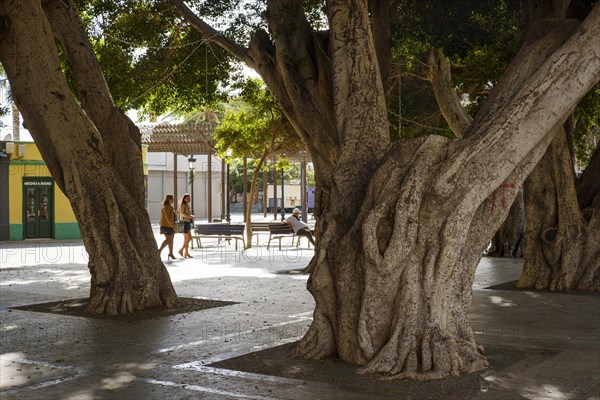 Laurel trees