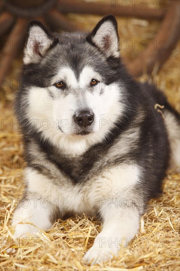 Alaskan Malamute