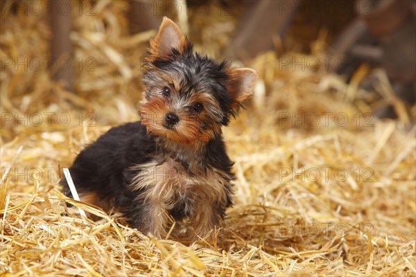 Yorkshire Terrier