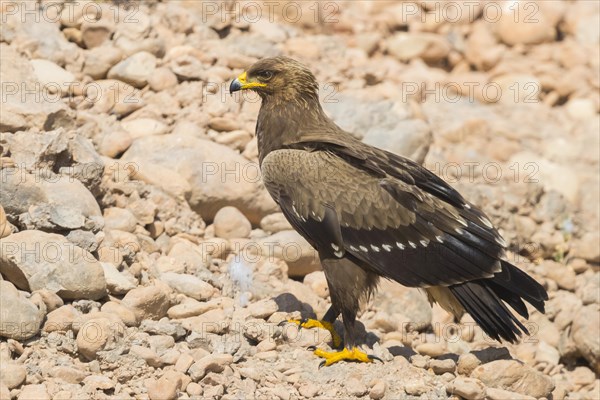 Lesser Spotted Eagle (Aquila pomarina)