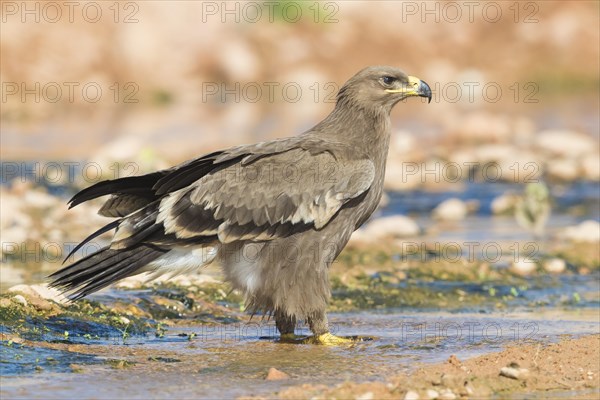 Steppe Eagle (Aquila nipalensis orientalis)