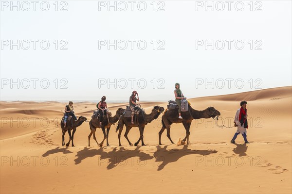 Caravan with dromedaries (Camelus dromedarius)